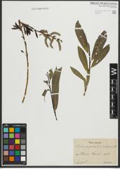 Foto von Salix purpurea L. x Salix viminalis L.